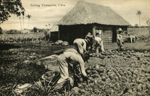 Sorting Pineapples, Cuba', late 19th-early 20th century.