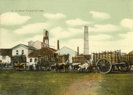 A Sugar Plantation', Cuba.
