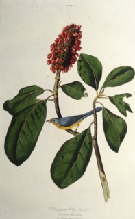 The Canada warbler. From "The Birds of America", 1827-1838.