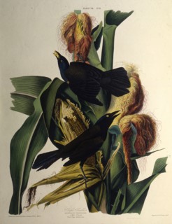 The common grackle. From "The Birds of America", 1827-1838.