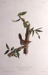 The Bewick's wren. From "The Birds of America", 1827-1838.