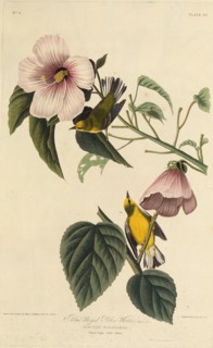 Blue winged yellow warbler. From "The Birds of America", 1827-1838.