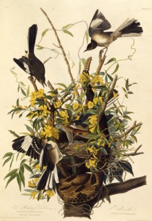 The northern mockingbird. From "The Birds of America", 1827-1838.