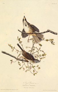 The song sparrow. From "The Birds of America", 1827-1838.