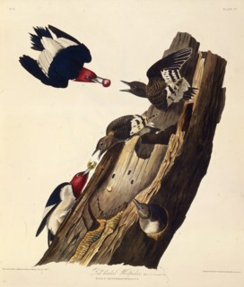 The red-headed woodpecker. From "The Birds of America", 1827-1838.