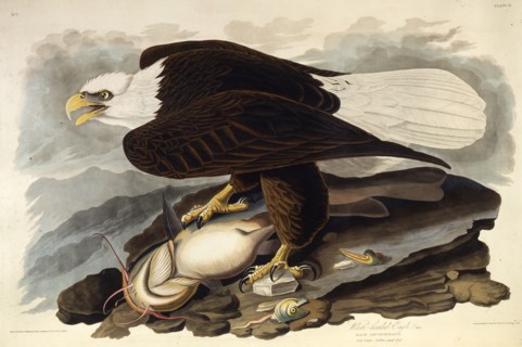 The bald eagle. From "The Birds of America", 1827-1838.