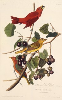 The Summer Red Bird. From "The Birds of America", 1827-1838.