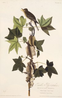 Traill's flycatcher. From "The Birds of America", 1827-1838.