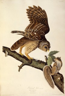 The barred owl. From "The Birds of America", 1827-1838.