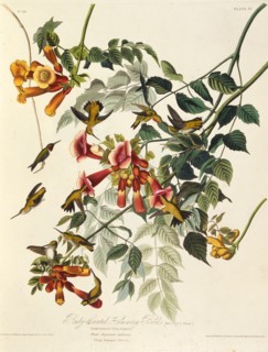 The ruby-throated hummingbird. From "The Birds of America", 1827-1838.