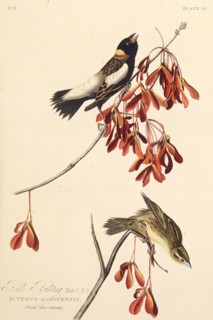 The Ricebird. From "The Birds of America", 1827-1838.