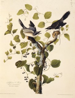 The loggerhead shrike. From "The Birds of America", 1827-1838.