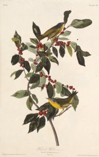 The Nashville warbler. From "The Birds of America", 1827-1838.