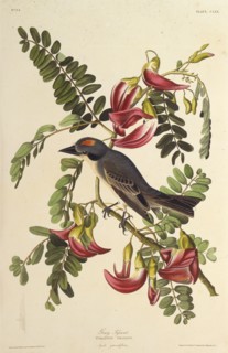 Gray Tyrant. From "The Birds of America", 1827-1838.
