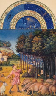 November - feeding pigs on acorns