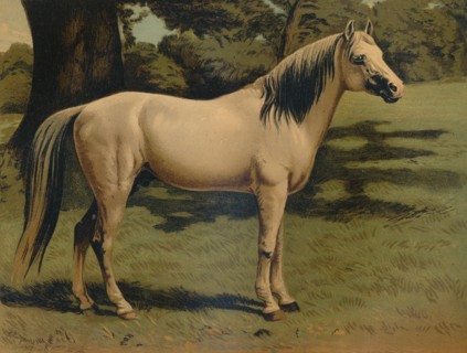 The Arab Pony Charger of General Sir Hope Grant', c1879.