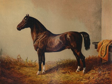 Entire Pony Hack "Don Carlos", c1897.
