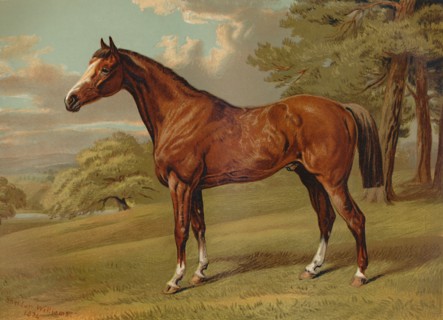 Stilton A Hunter', c1879.