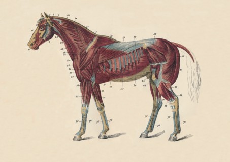 External Muscles and Tendons of the Horse's Body', c1879.