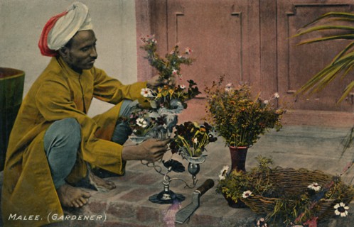 Malee. (Gardener)', c1910.