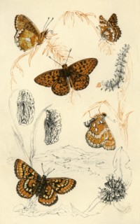 Fritillary butterflies, 19th century.