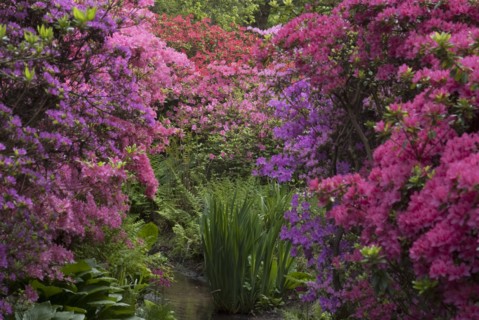 Isabella Plantation, Richmond Park, Richmond, Surrey, England, UK, 14/5/10.