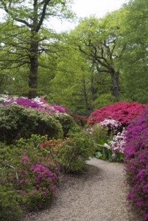 Isabella Plantation, Richmond Park, Richmond, Surrey, England, UK, 14/5/10.