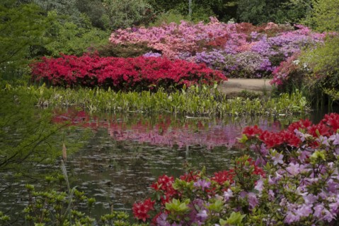 Isabella Plantation, Richmond Park, Richmond, Surrey, England, UK, 14/5/10.