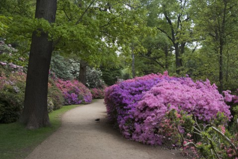 Isabella Plantation, Richmond Park, Richmond, Surrey, England, UK, 14/5/10.