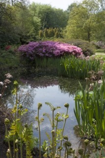 Isabella Plantation, Richmond Park, Richmond, Surrey, England, UK, 14/5/10.