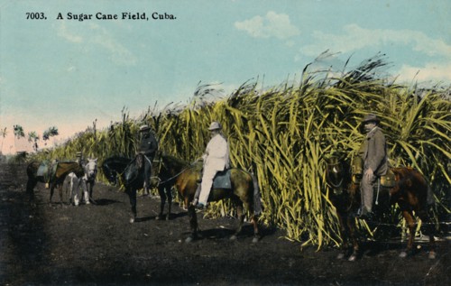 'A Sugar Cane Field, Cuba'
