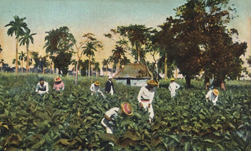 Tobacco plantation, Cuba