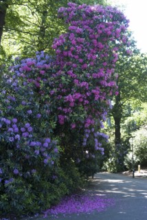 Rhododendrons,  Kenwood House