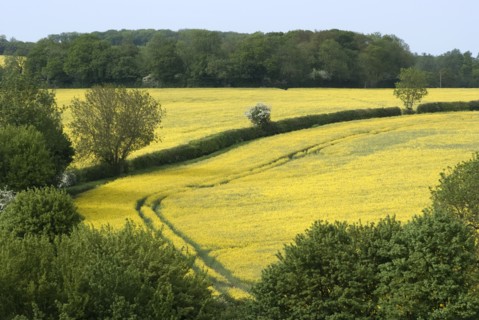 Suffolk countryside, England