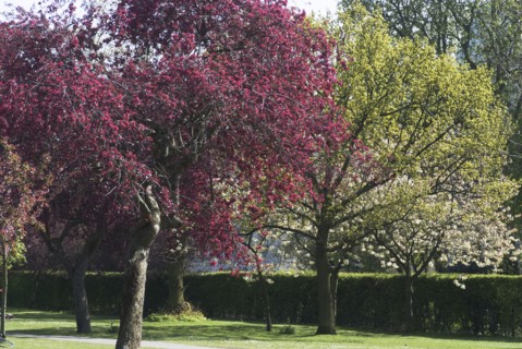 Regent's Park - Spring blossoming trees in Regent's Park, London