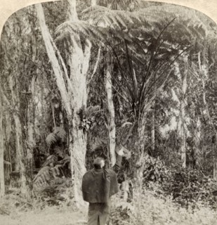 'Tropical scene in the Heart of the Hawaiian Island',1896