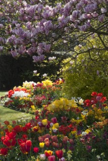 Regent's Park - Springtime floral displays in Regent's Park, London