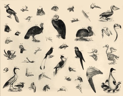'Birds', c1910