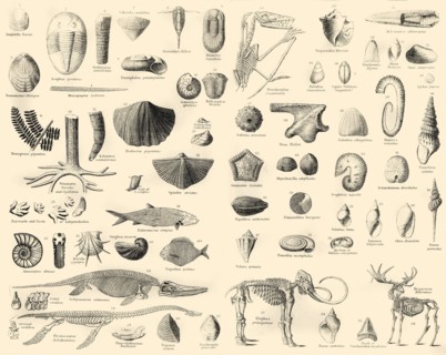 'Palaeontology', c1910