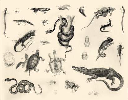 'Reptiles', c1910