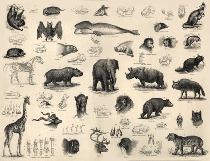 'Mammals', c1910