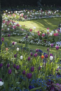 Regent's Park - Springtime floral displays in Regent's Park, London