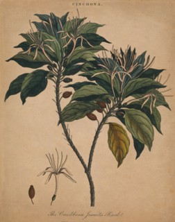 'Cinchona. The Caribbean Jesuits Bark', 1801. Creator: Unknown.
