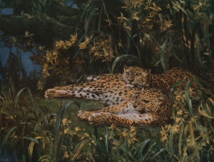 'Indian Leopards', late 19th-early 20th century, (c1930).  Creator: John MacAllan Swan.