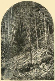 'Pine Forest on West Branch of the Susquehanna', 1874.  Creator: Unknown.