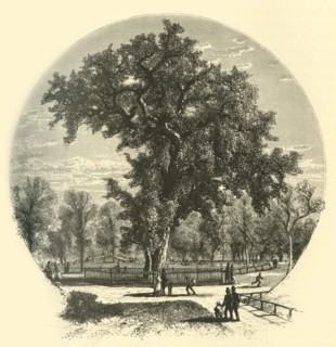 'Old Elm, Boston Common', 1874.  Creator: John Filmer.