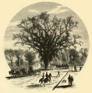 'Washington Elm, Cambridge', 1874.  Creator: John J. Harley.