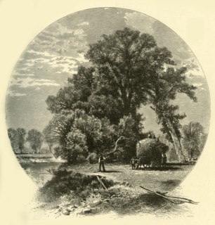 'Elms on the Genesee Flats', 1874.  Creator: John J. Harley.
