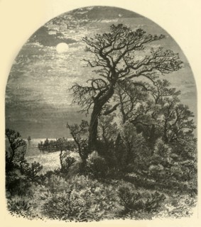 'Point of Cape Ann, from Cedar Avenue, Pigeon Cove', 1874.  Creator: J. C. S..