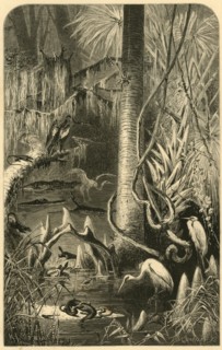 'A Florida Swamp', 1872. Creator: Frederick William Quartley.